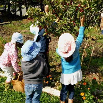 姫リンゴを収穫