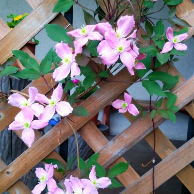 フラワーフェスティバル