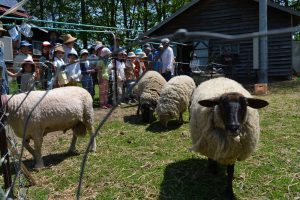 羊の毛刈り1