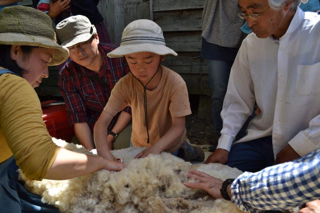 羊の毛刈り2
