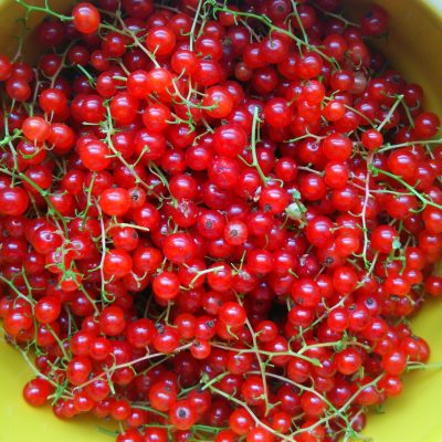 こどもの園　園庭