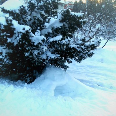 こどもの園3学期